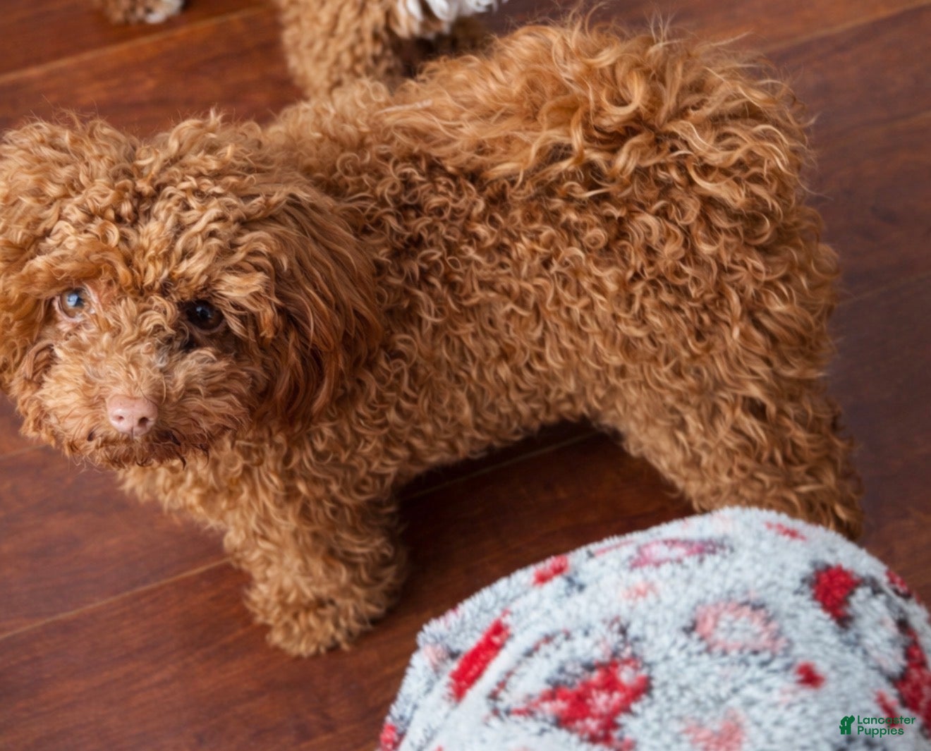 Mini Goldendoodle dogs Mini Goldendoodle Puppy  - Ad 33