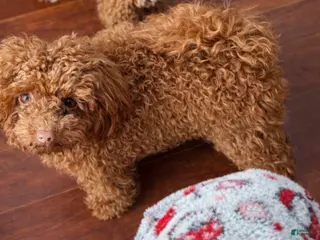 Mini Goldendoodle dogs for sale: Mini Goldendoodle Puppy - Ad 2