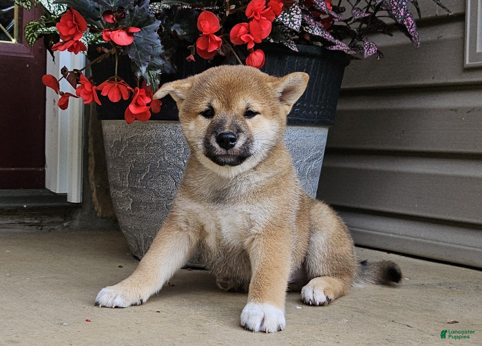 Shiba Inu dogs Henry - Ad 2