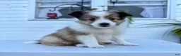 Shetland Sheepdog dogs for sale: Tucker - Ad 4
