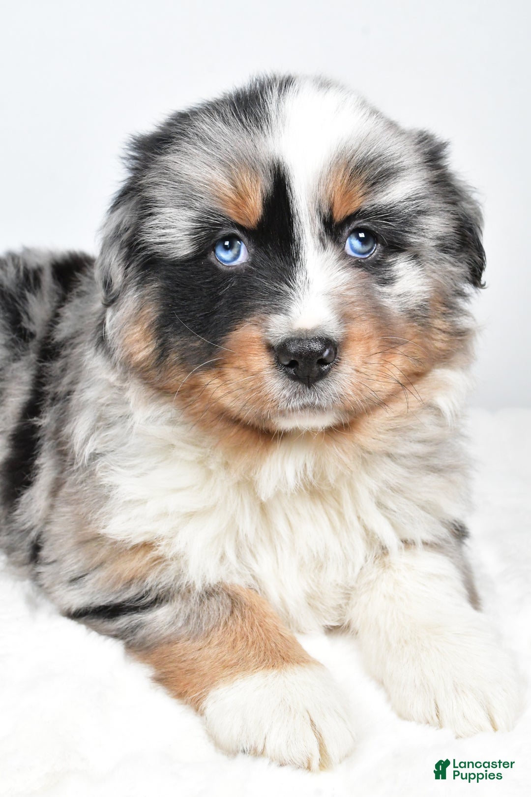 Australian Shepherd dogs for sale: Thor - Ad 3
