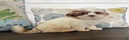Shihpoo dogs for sale: Prince  - Ad 7