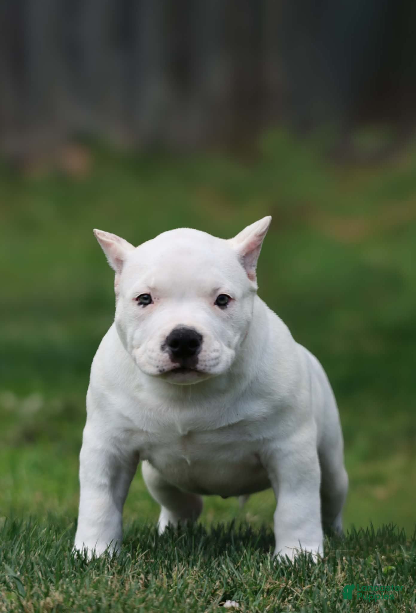 American Bully dogs for sale: American Bully 2 - Ad 3