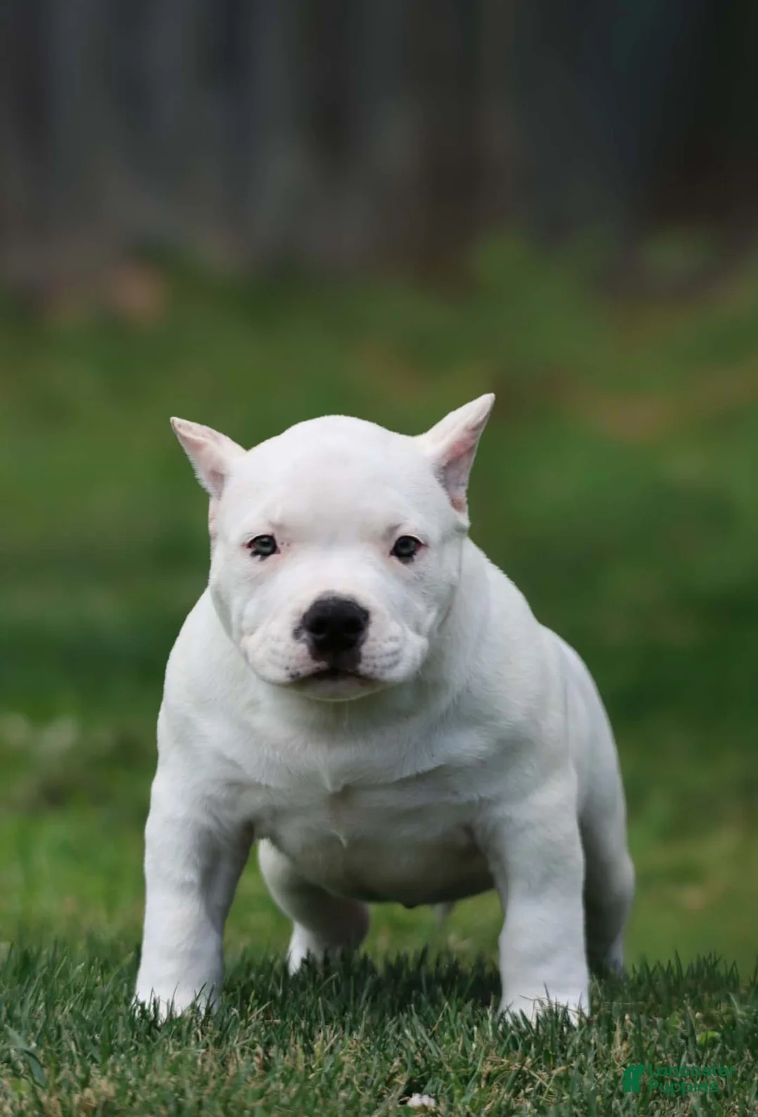 American Bully dogs for sale: American Bully 2 - Ad 1