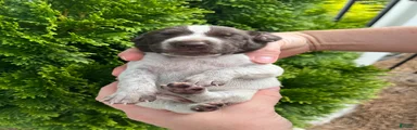 German Shorthaired Pointer (FEMALE D)
