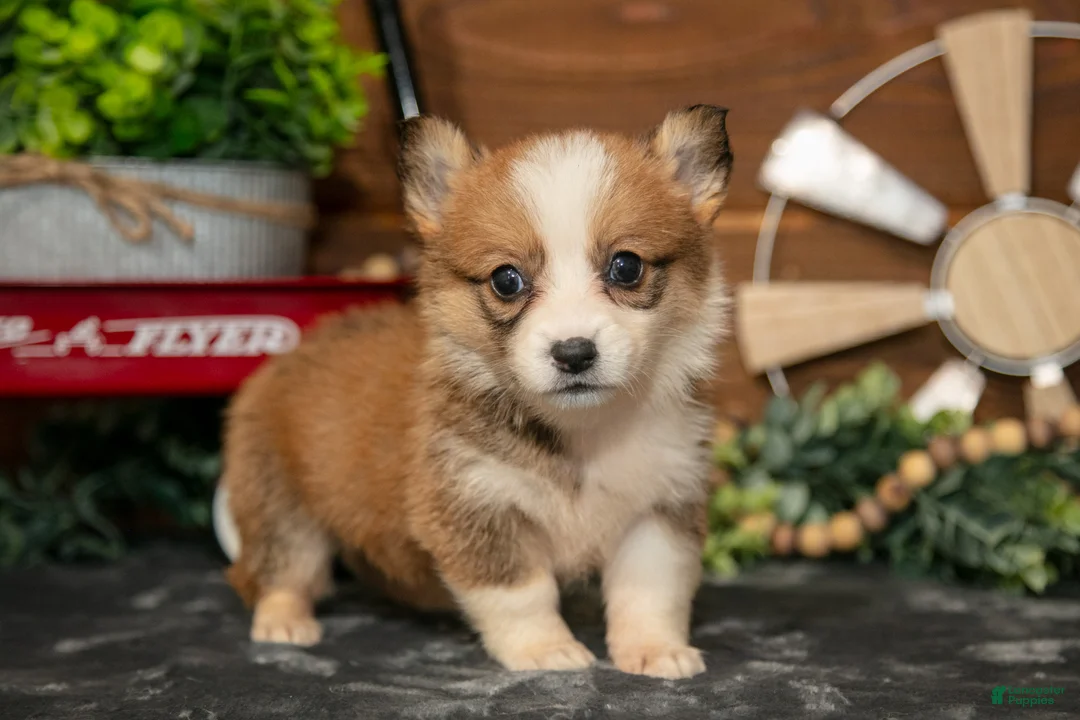 Welsh Corgi Pembroke dogs for sale: BonBon - Ad 1
