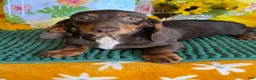 Miniature Dachshund dogs for sale: Benson - Ad 3