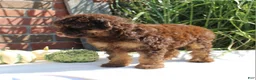 Miniature Poodle dogs for sale: Suzy - Ad 11