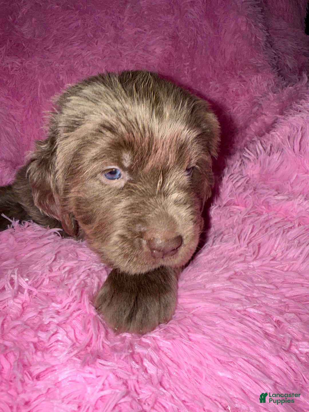 Newfoundland dogs for sale: Grey female - Ad 3