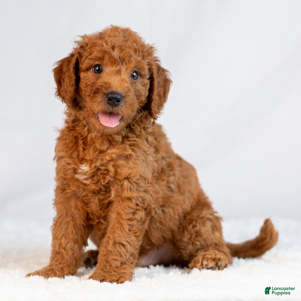 Mini Goldendoodle dogs Monty - Ad 1