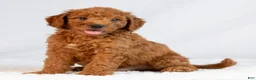 Mini Goldendoodle dogs for sale: Monty - Ad 1