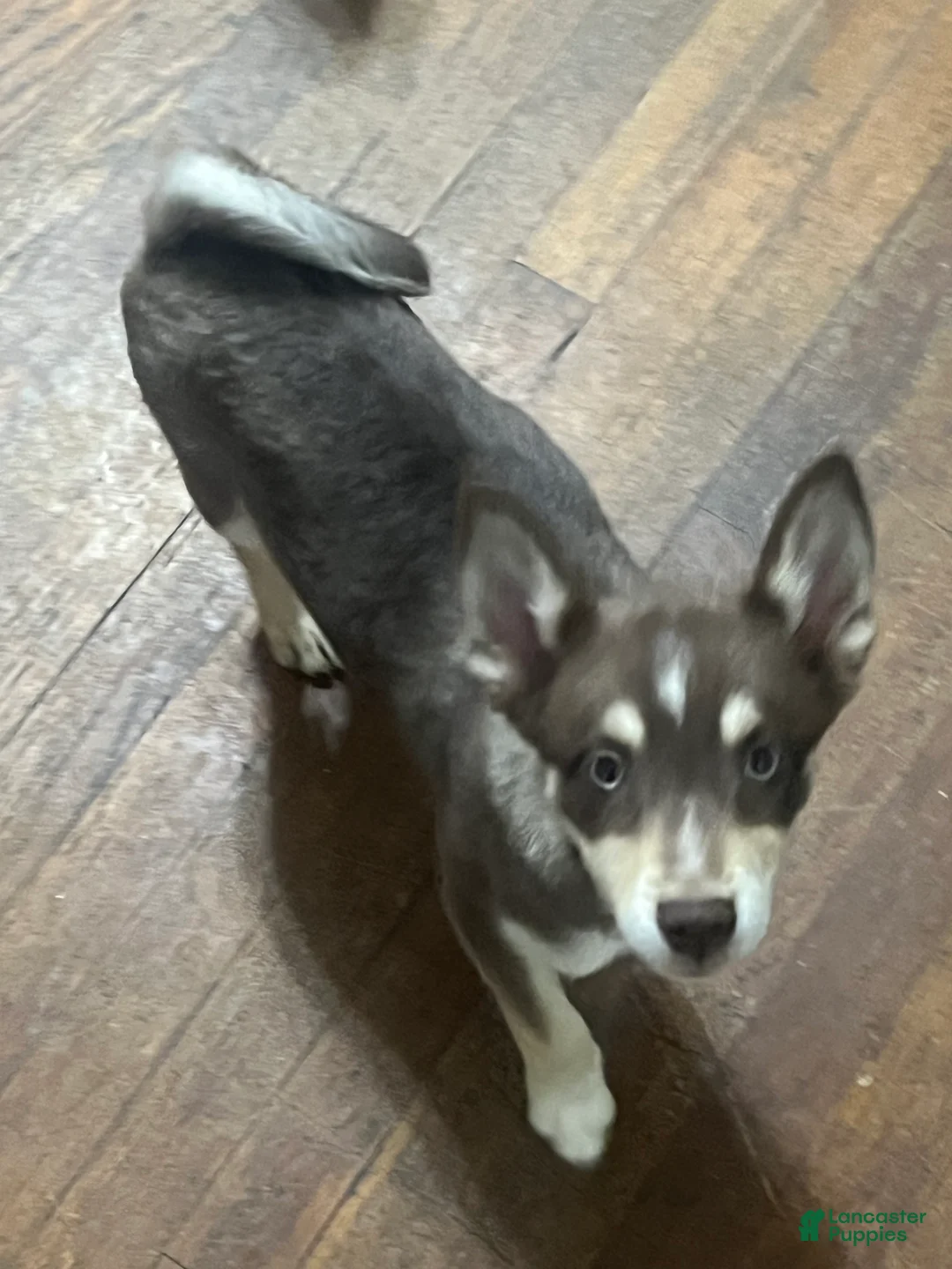 Pomsky dogs for sale: Little  - Ad 2