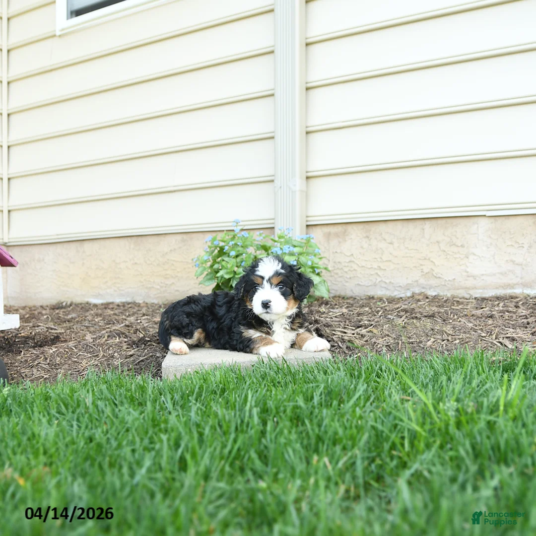 Bernedoodle dogs for sale: Apollo - Ad 5