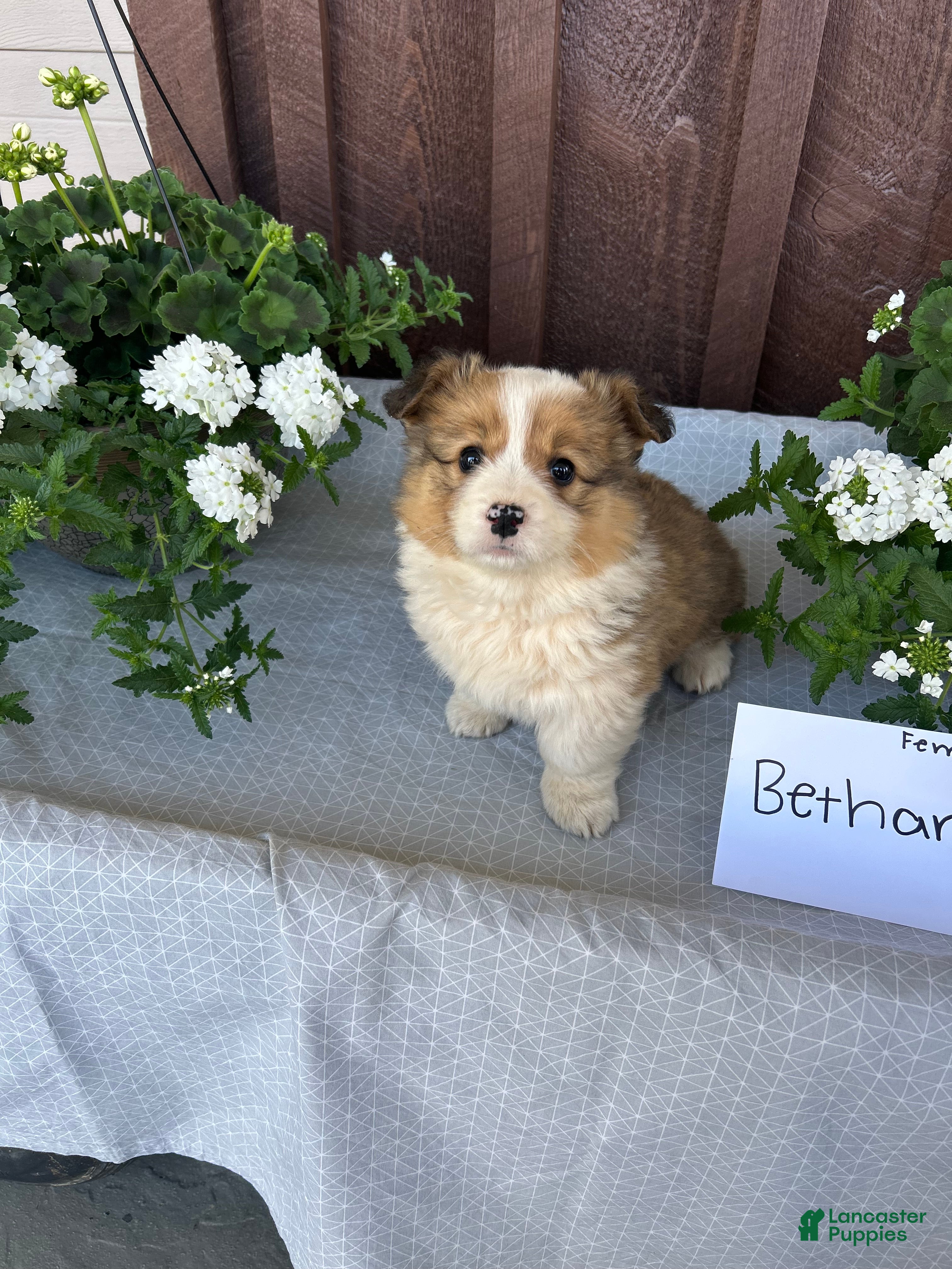 Welsh Corgi Pembroke dogs Bethany - Ad 20