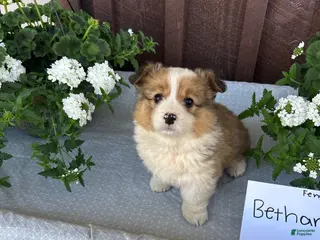 Welsh Corgi Pembroke dogs Bethany - Ad 20
