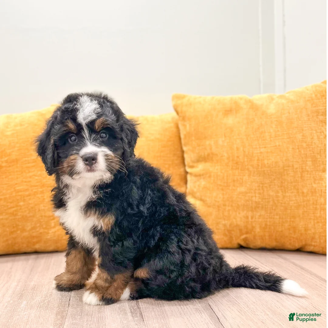 Mini Bernedoodle dogs for sale: Jordan - Ad 1