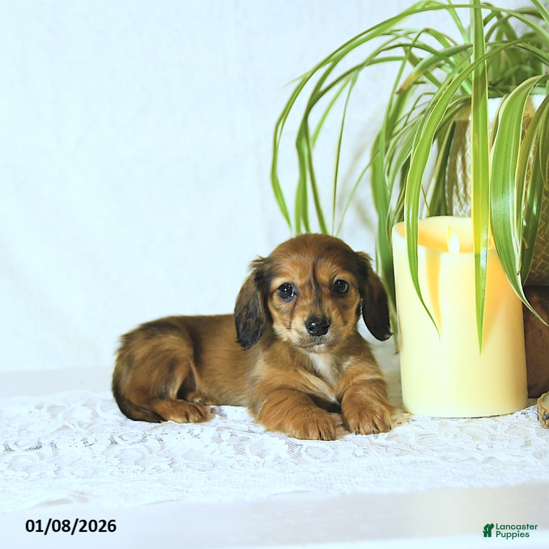 Miniature Dachshund dogs for sale: Twila - Ad 4