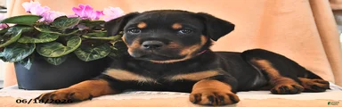 Maggie