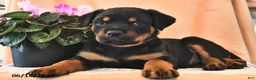 Rottweiler dogs for sale: Maggie - Ad 1