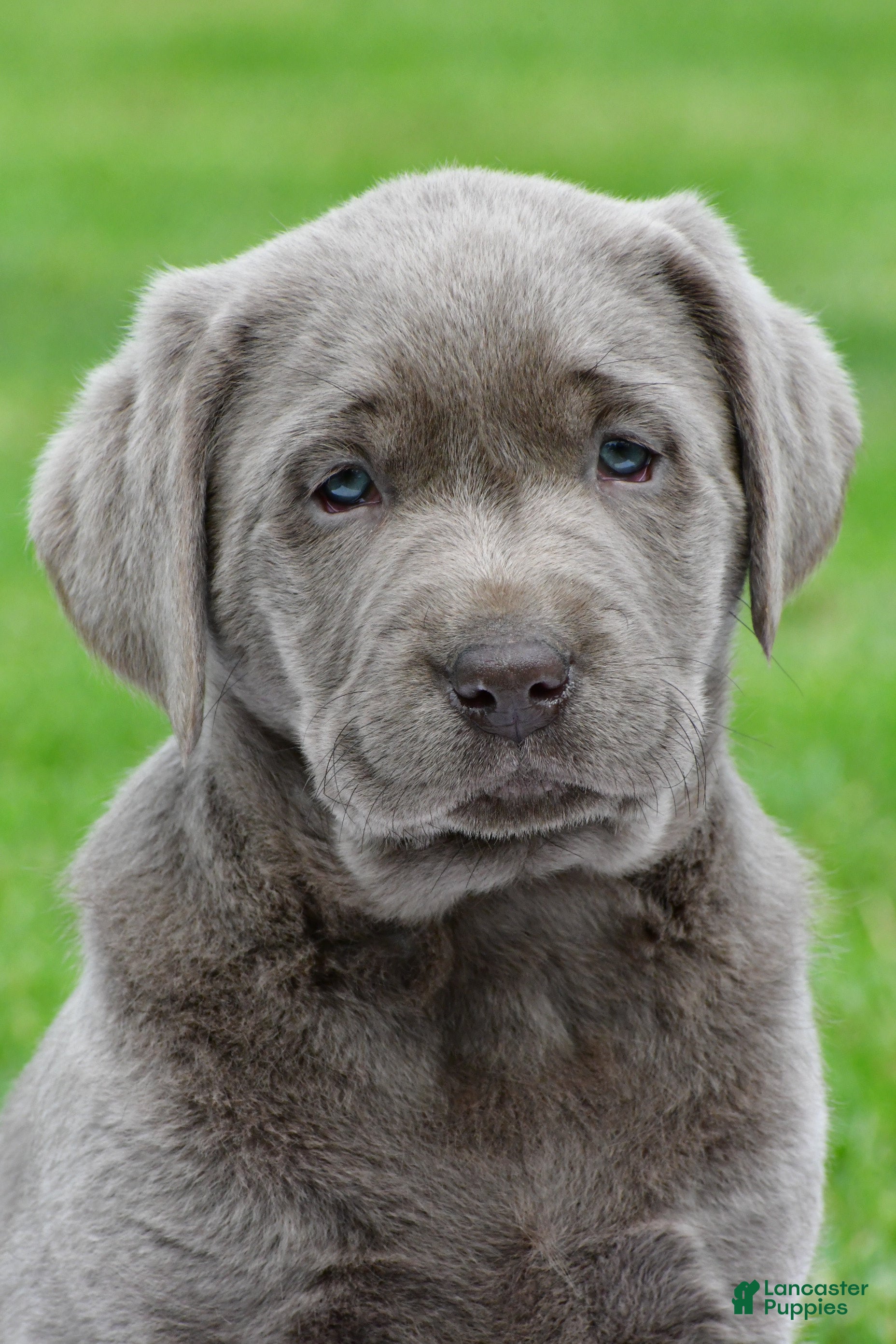 Labrador Retriever dogs Bella - Ad 1