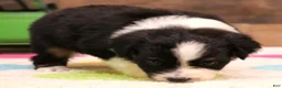 Toy Australian Shepherd dogs for sale: Cookie black-tri - Ad 3