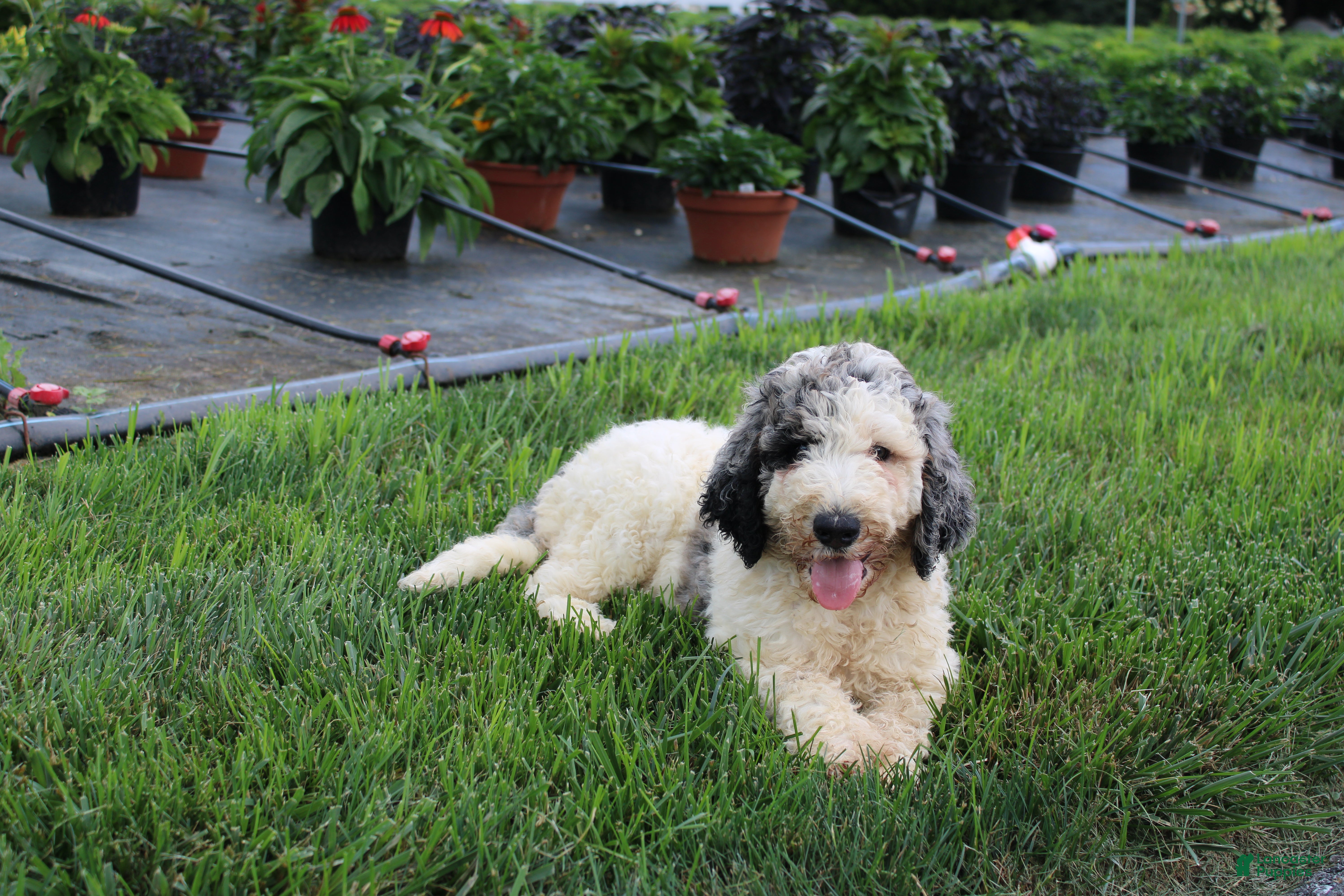 Standard Poodle dogs Buddy - Ad 2