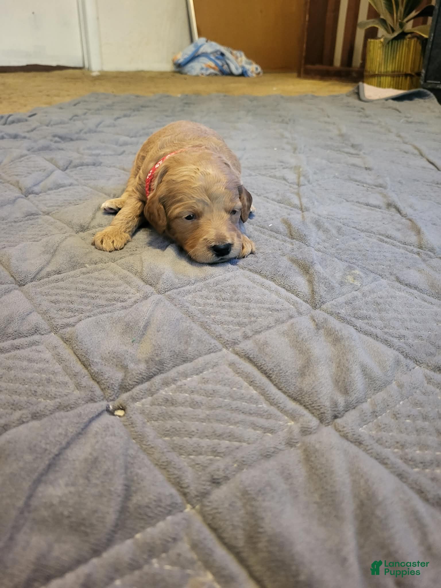 Mini Goldendoodle dogs daisy  - Ad 2
