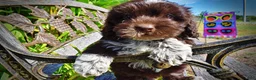 Havapoo dogs for sale: Jackson-LABOR DAY SALE-TAKE $100 OFF!!! - Ad 5