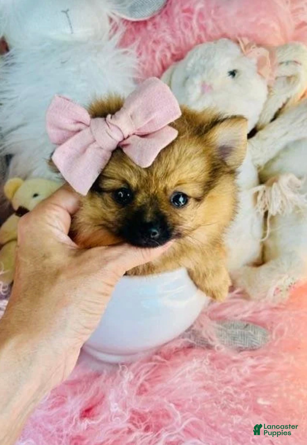 Pomeranian