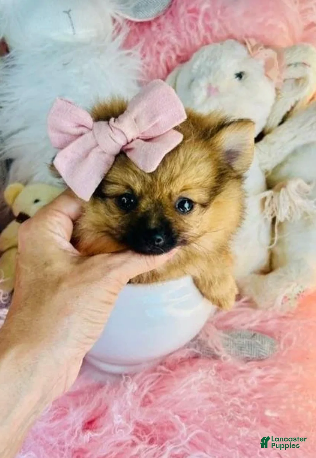 Pomeranian dogs for sale: Teacup Pomeranian 1 - Ad 1