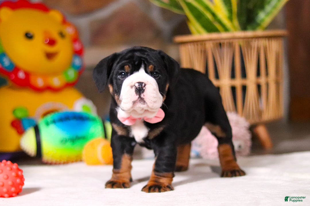 Mixed Breed dogs for sale: Chloe - Ad 2