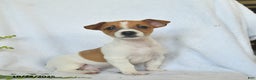 Jack Russell Terrier dogs for sale: Rover  - Ad 4