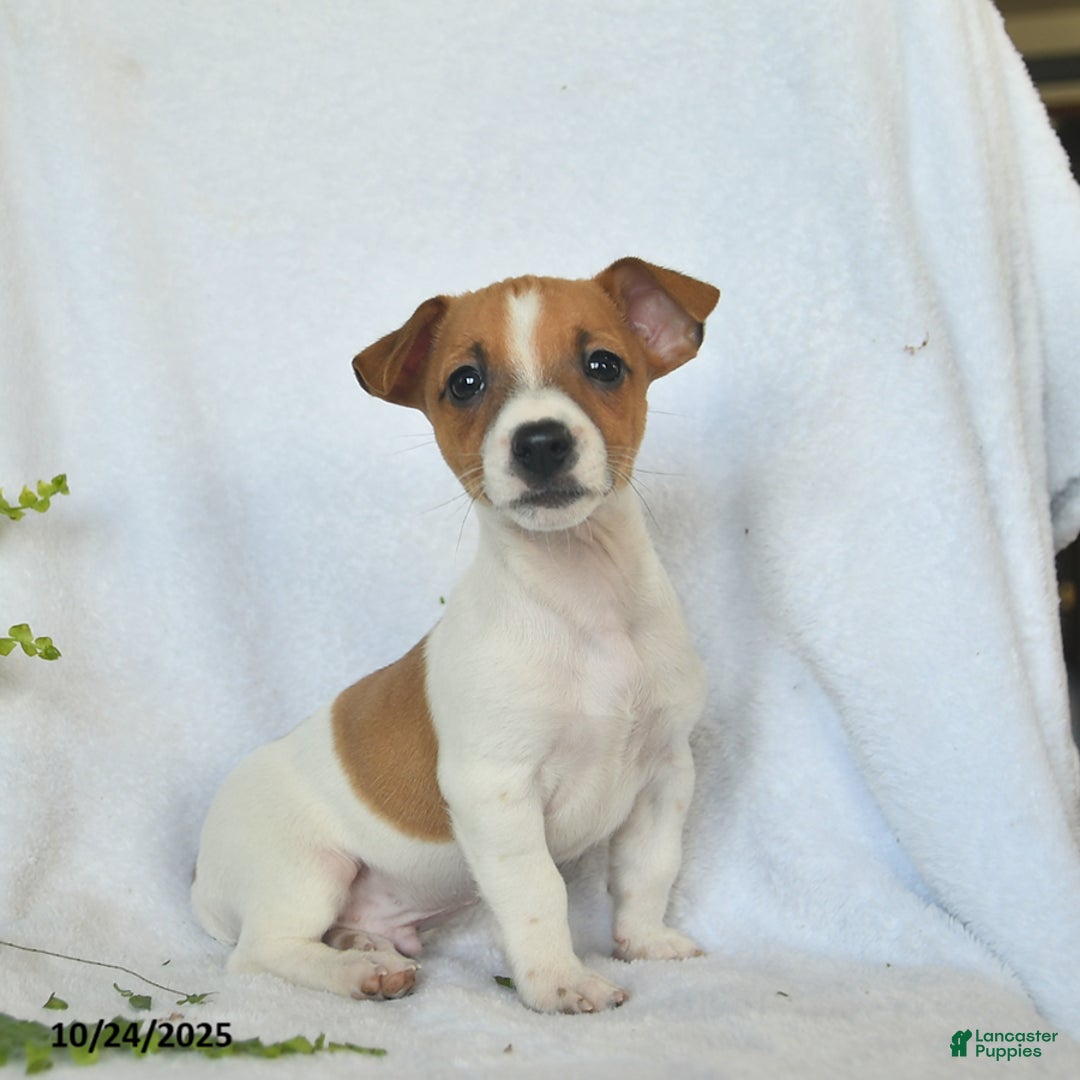 Jack Russell Terrier dogs for sale: Rover  - Ad 4