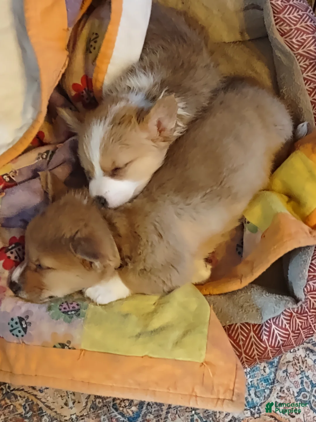 Welsh Corgi Pembroke dogs for sale: Brown Collar  - Ad 9