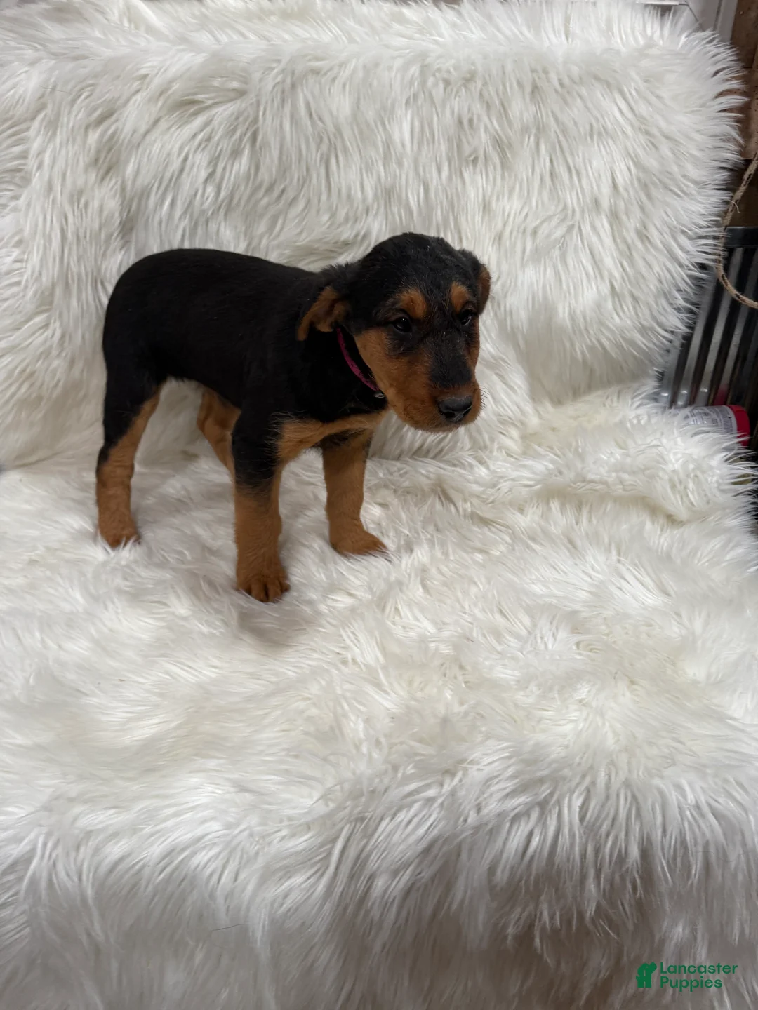 Airedale Terrier dogs for sale: Kit Airedale Terrier Puppy 3 - Ad 2