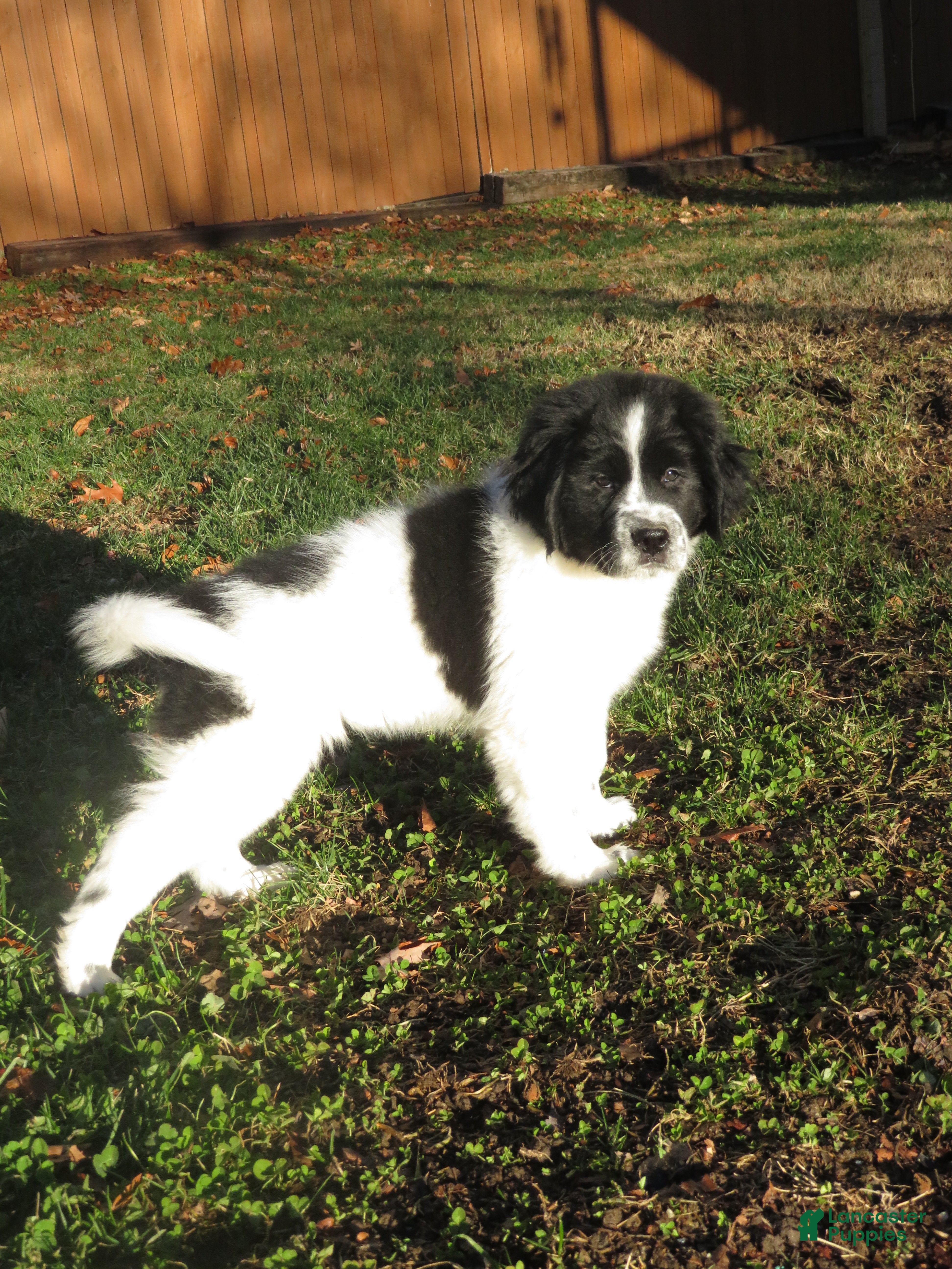 Newfoundland dogs Marcie - Ad 10