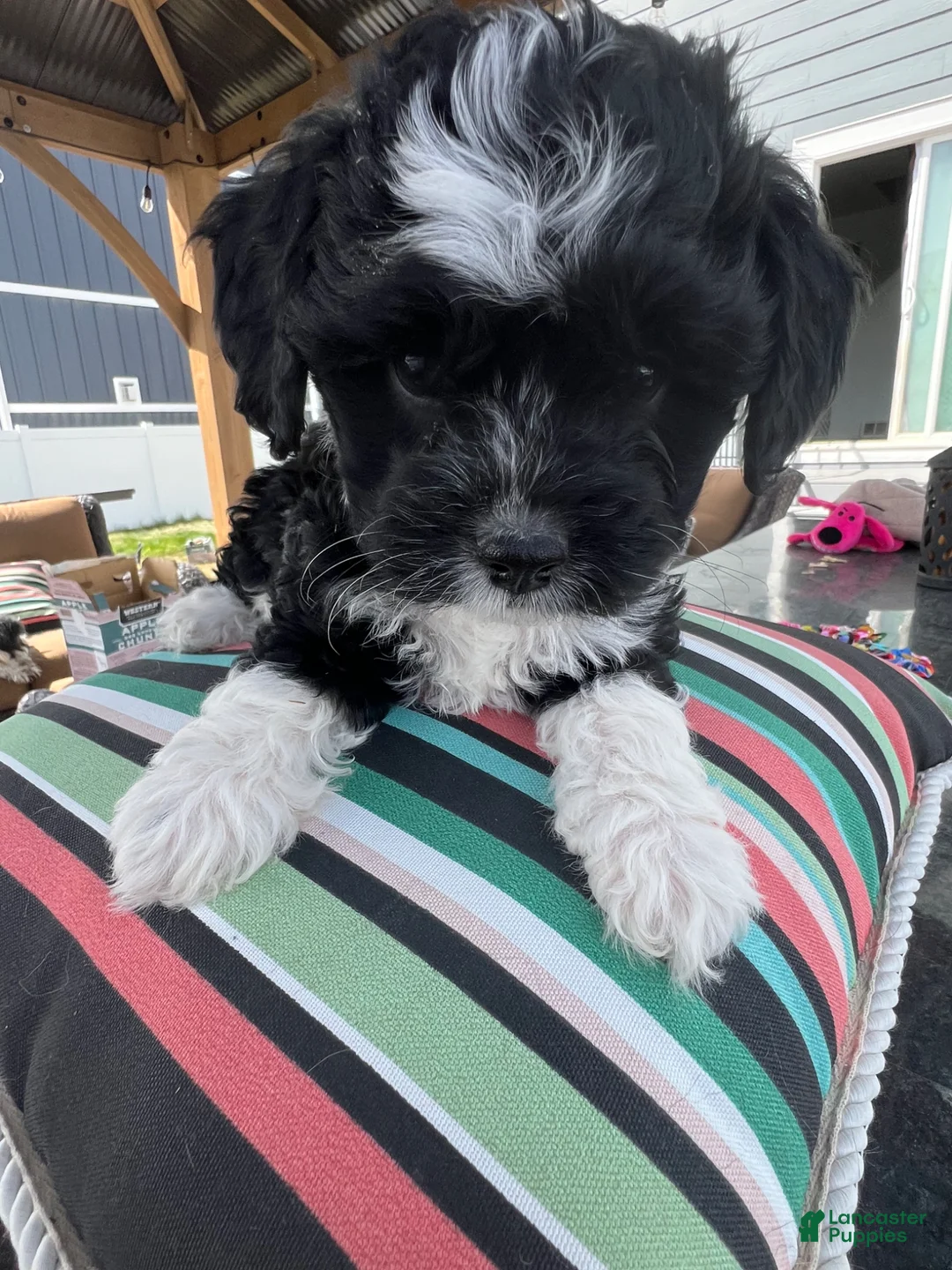 Cavapoo dogs for sale: Cavapoo Puppy 1 - Ad 2