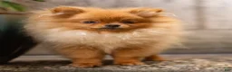 Pomeranian dogs for sale: Ana Nova - Ad 9