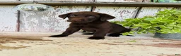 Labrador Retriever dogs for sale: Sawyer  - Ad 3