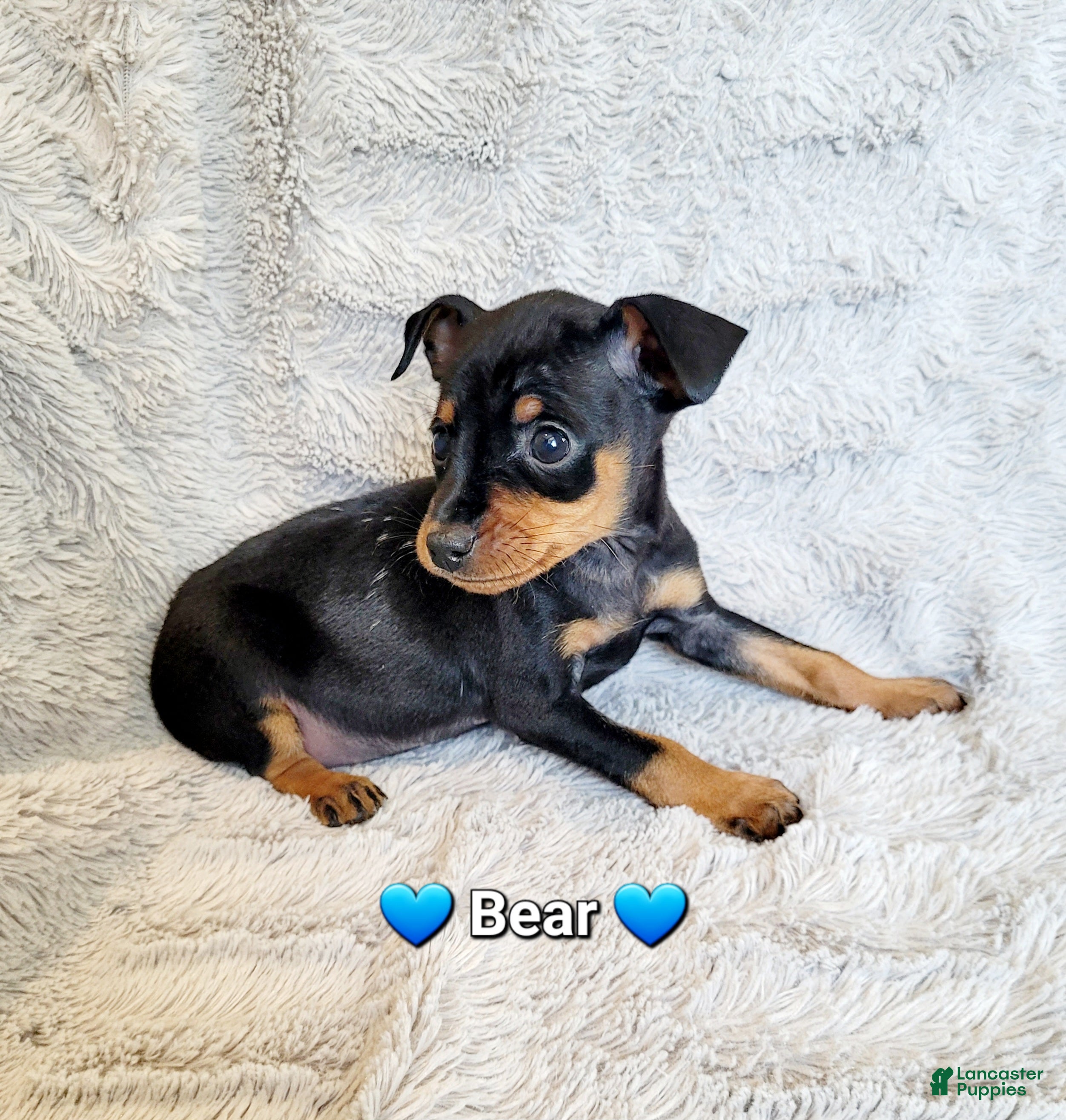 Miniature Pinscher dogs Bear - Ad 22