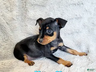 Miniature Pinscher dogs Bear - Ad 27