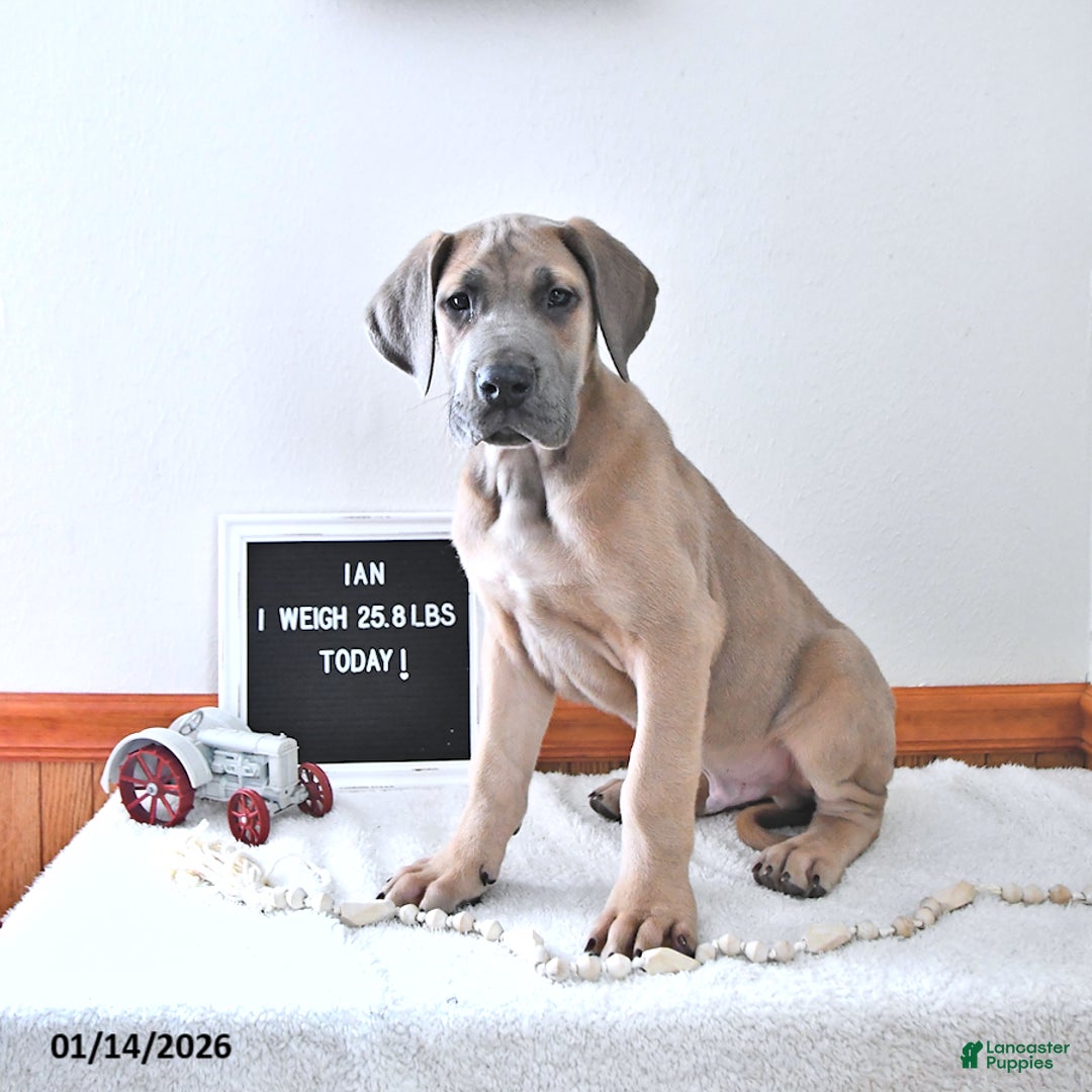 Great Dane dogs for sale: Ian - Ad 3