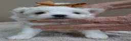 Maltese dogs for sale: Harpo - Ad 11