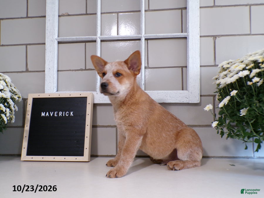 Australian Cattle Dog dogs for sale: Maverick - Ad 2