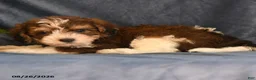 Bichpoo dogs for sale: Skyler - Ad 3
