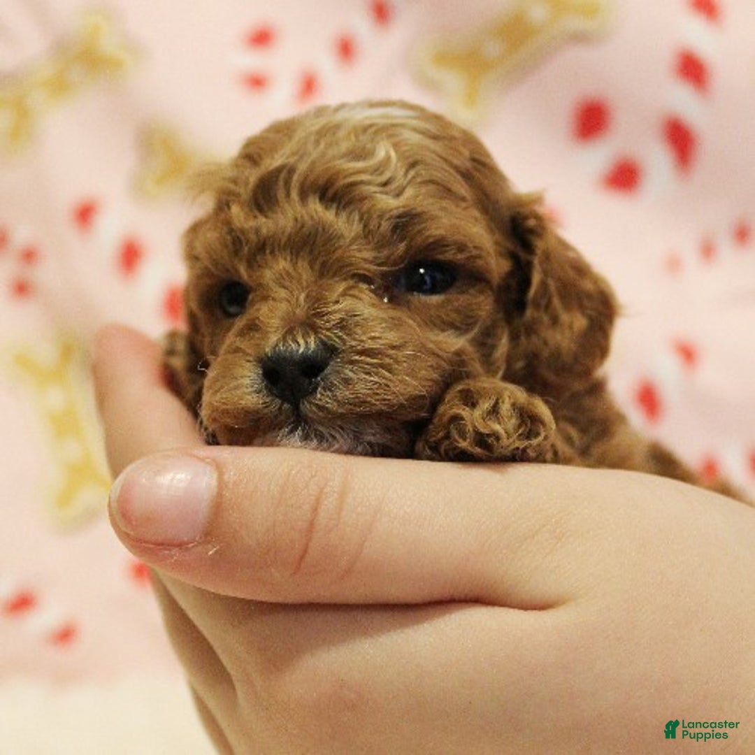 Toy Poodle dogs for sale: Snowflake - Ad 4