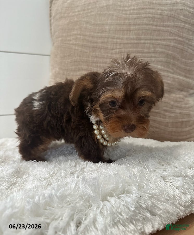Yorkiepoo dogs Luna - Ad 2