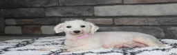 Bichon Frise dogs for sale: ❤️Jojo❤️ - Ad 11