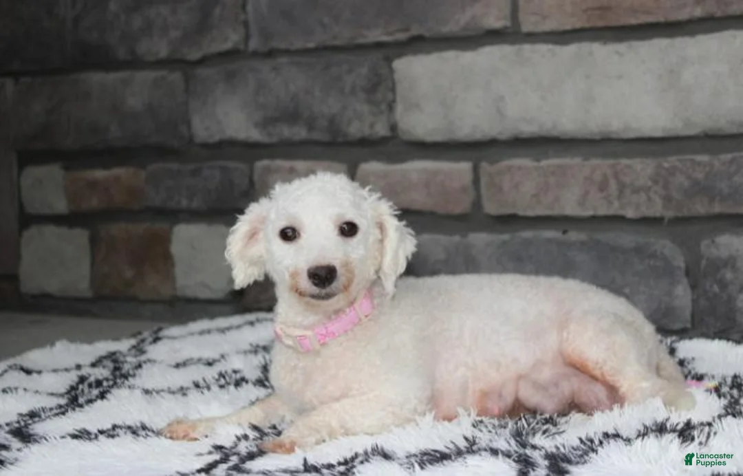 Bichon Frise dogs for sale: ❤️Jojo❤️ - Ad 11