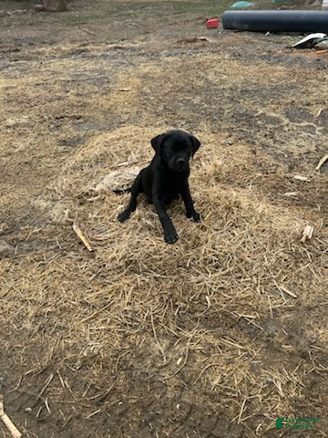 Mixed Breed dogs for sale: Larry - Ad 1